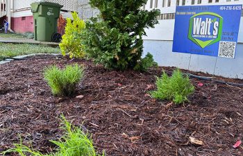 Walt's landscaping and lighting project