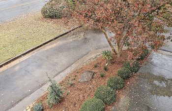 Walt's landscaping and lighting project