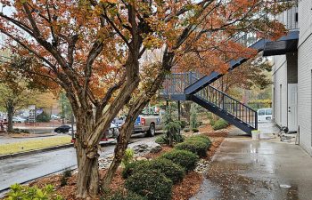 Walt's landscaping and lighting project