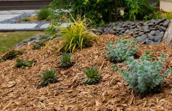 Walt's landscaping and lighting project