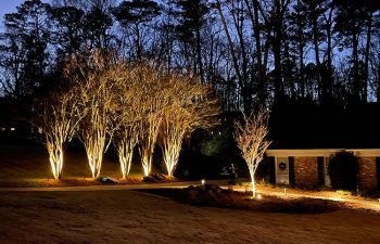 Walt's landscaping and lighting project