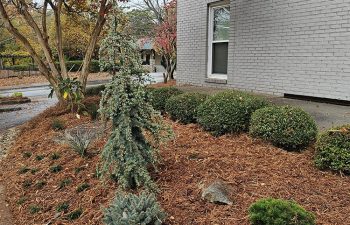 Walt's landscaping and lighting project