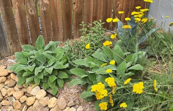 Walt's Landscaping and Lighting project