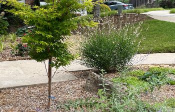 Walt's Landscaping and Lighting project