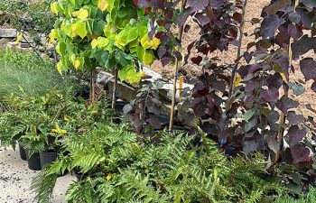 Walt's Landscaping and Lighting project