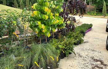 Walt's Landscaping and Lighting project